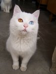 Heterochromia-Cats-002.jpg