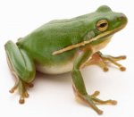 frog-1.jpg