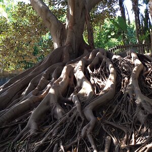 2018 Photo Entry: Ancient Tree of Life