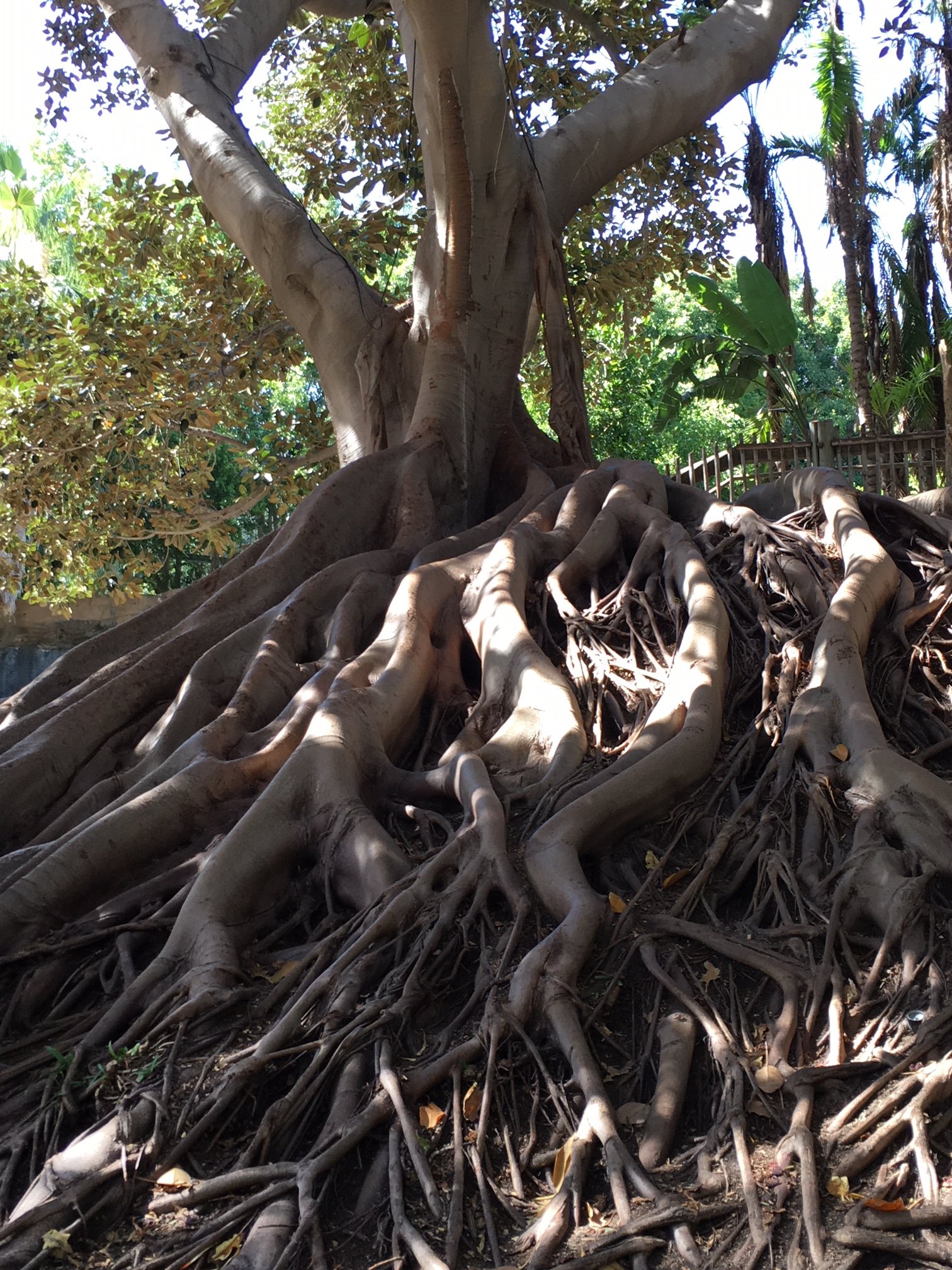 2018 Photo Entry: Ancient Tree of Life